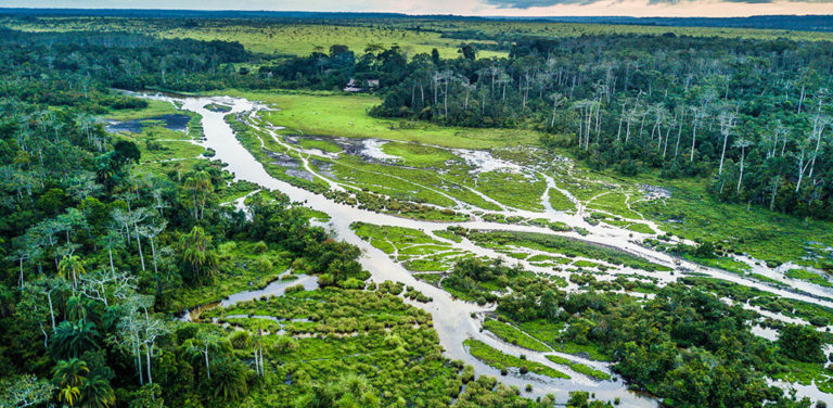 congo-conservation-company-discoveries-congo-basin-lango-bai-e1624958103494