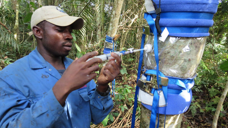 Africa-forest-methane