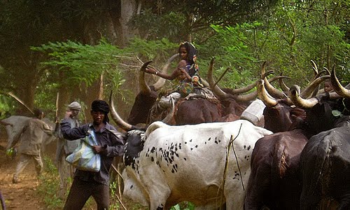 Des éleveurs Mbororo